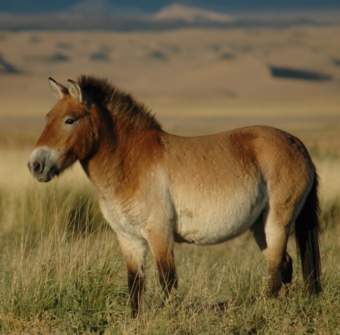 Mongolian Horse
