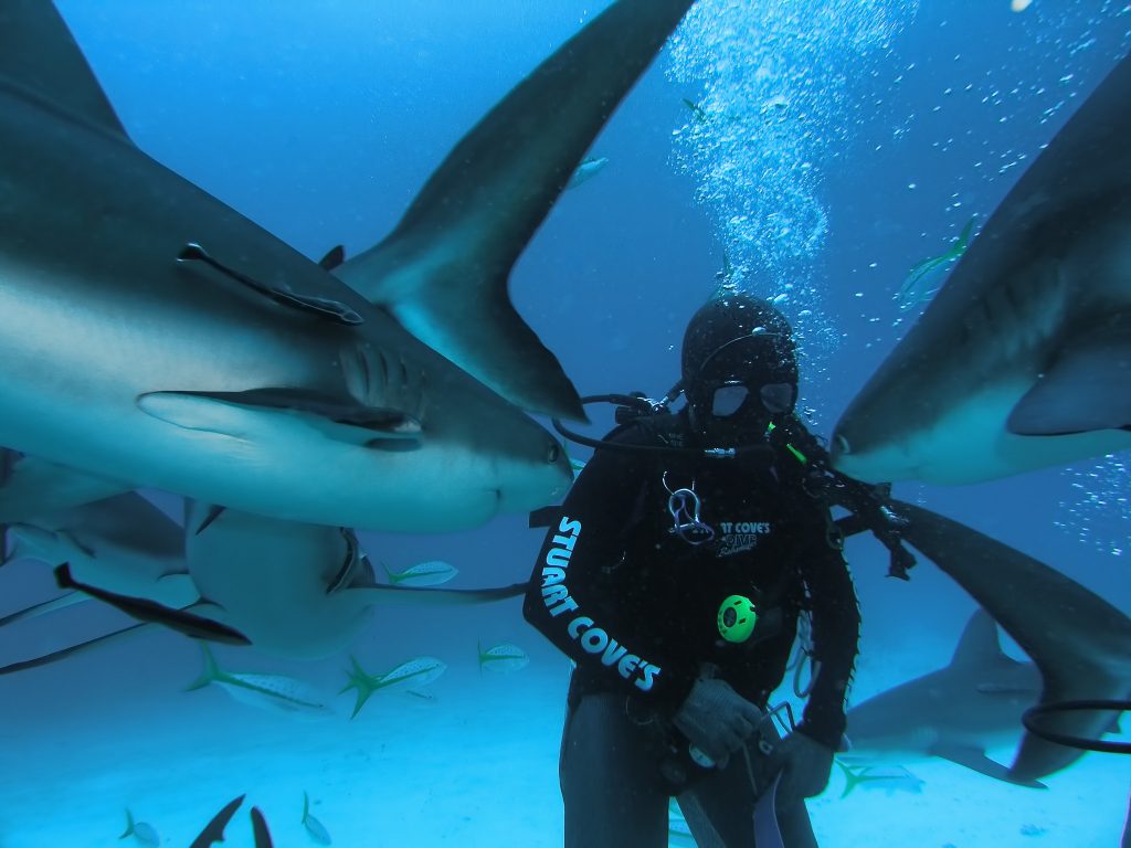 Diving at Tiger Zoo Dive site