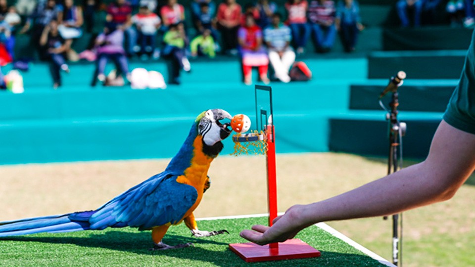 parrot show dubai