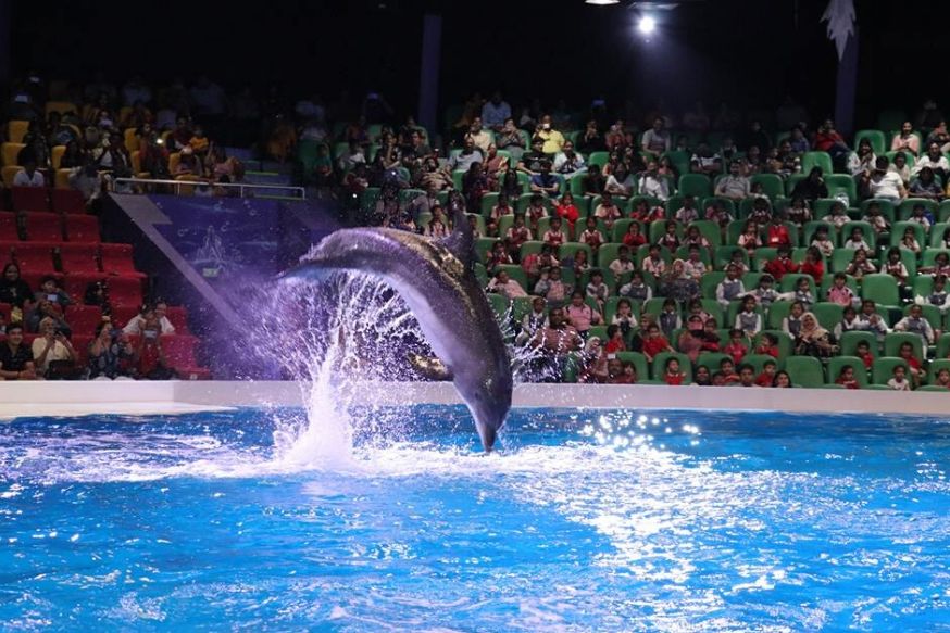 Why You Should Visit the Dubai Dolphinarium when in Dubai