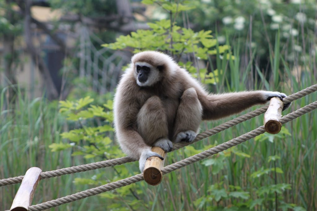 Gibbon park, Chiang Mai