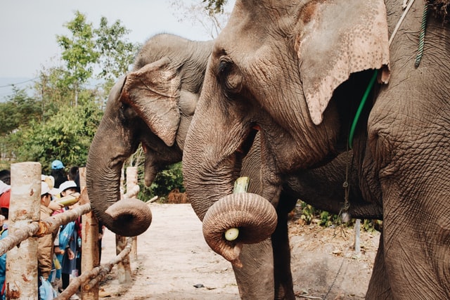 Elephant at Bali Safari and Marine Park