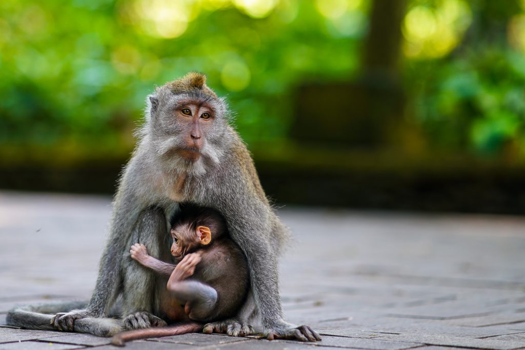 sacred Monkey forest