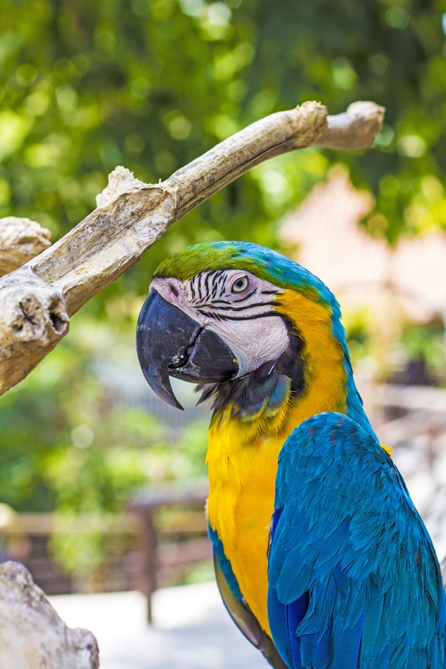 Bali Bird Park How To Reach Entrance Tickets Best Time To Visit More