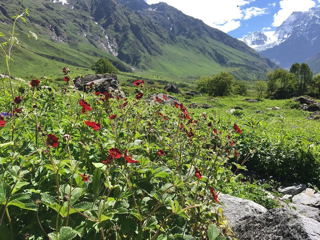 A view inside the valley of flowers national park