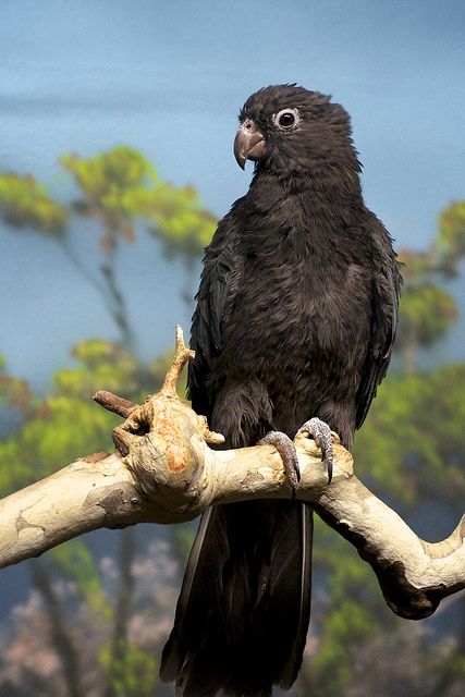 Black Parrot of a tree in Seychelles