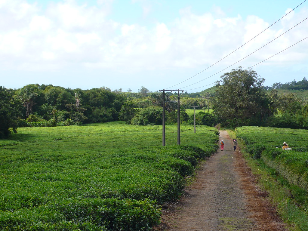 Bois Chéri Plantation (Tea Plantations In Mauritius)