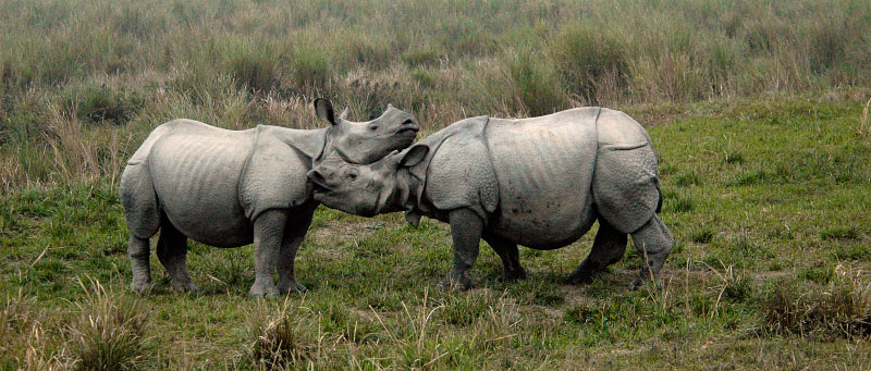 . Kaziranga National Park