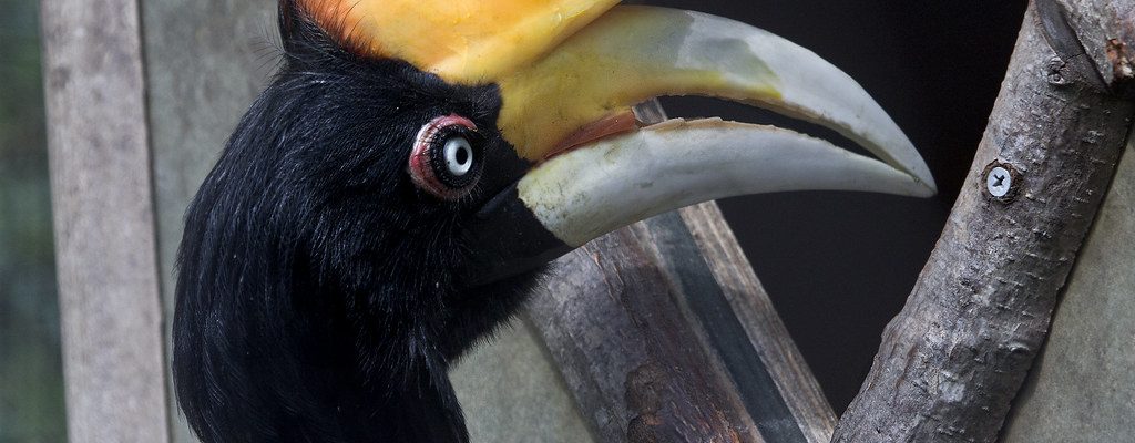 11-facts-about-hornbill-about-the-national-bird-and-pride-of-malaysia