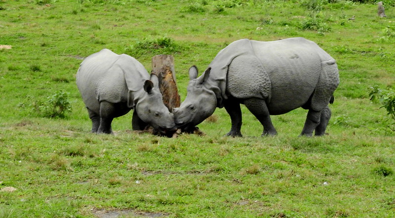 Manas national park.