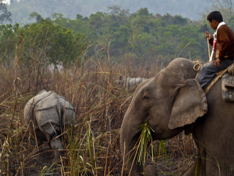 Kaziranga National Park