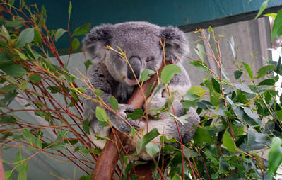 Koalas Featherdale Wildlife Park