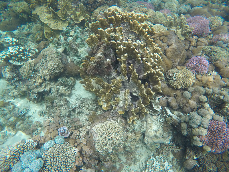 Snorkeling in Lord Howe, Australia