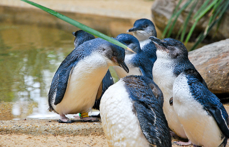 Little Blue Penguins Featherdale Wildlife Park