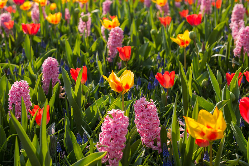 Holland