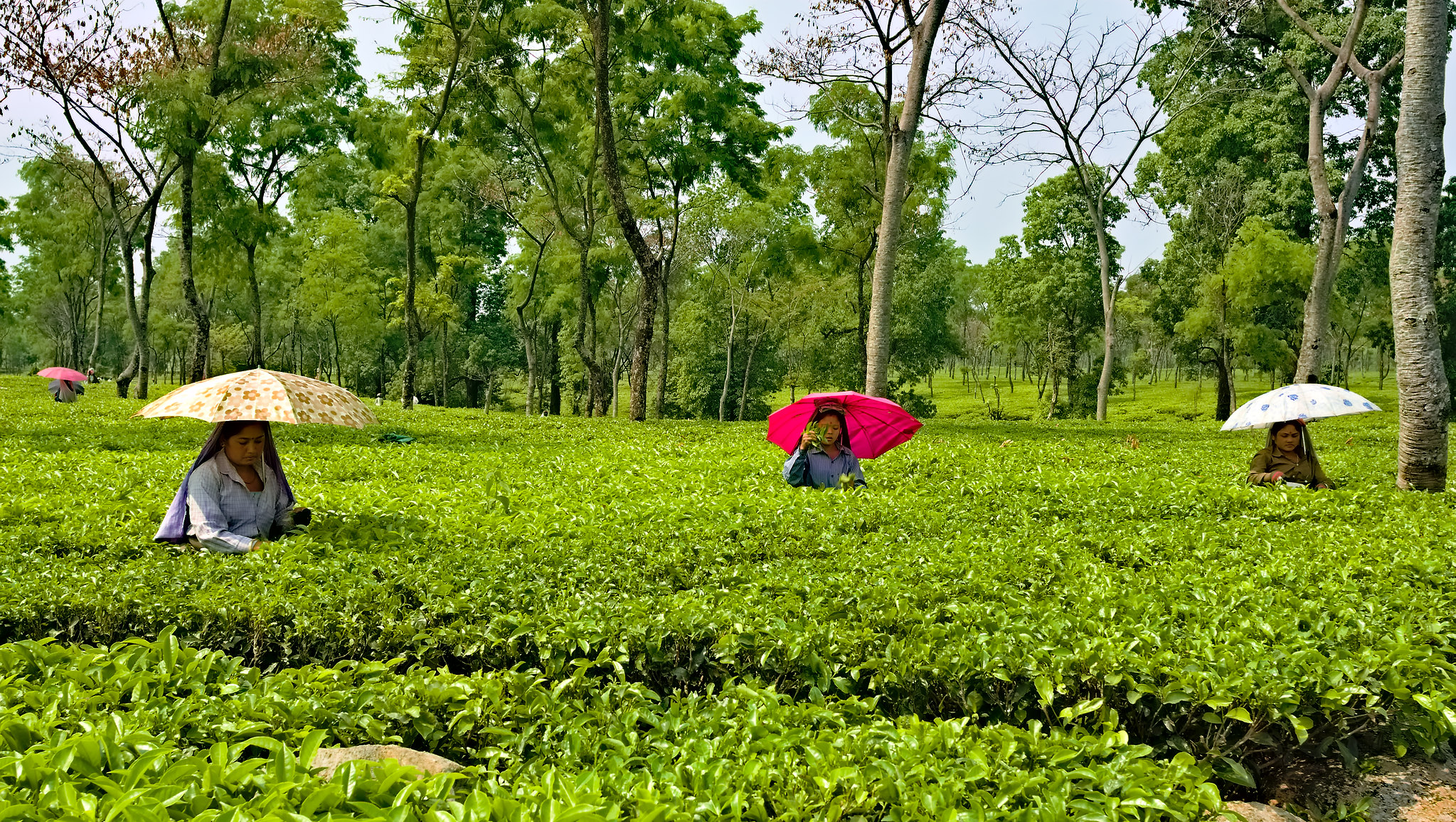 tea tourism in assam