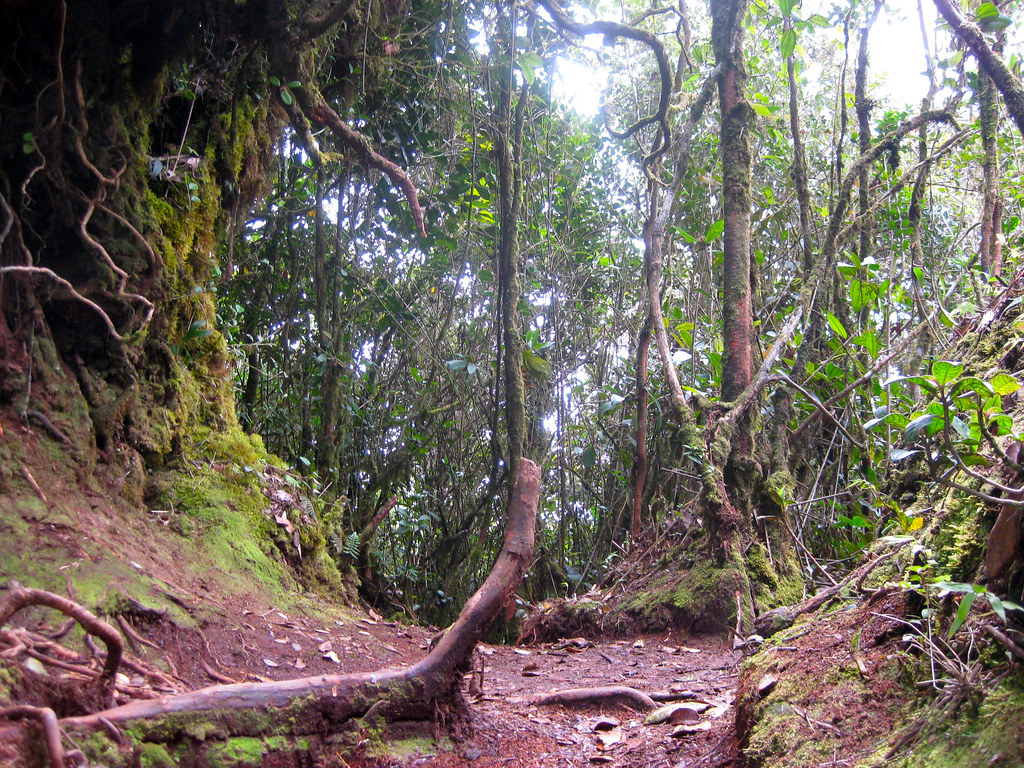 Mossy Forest Cameron Highlands