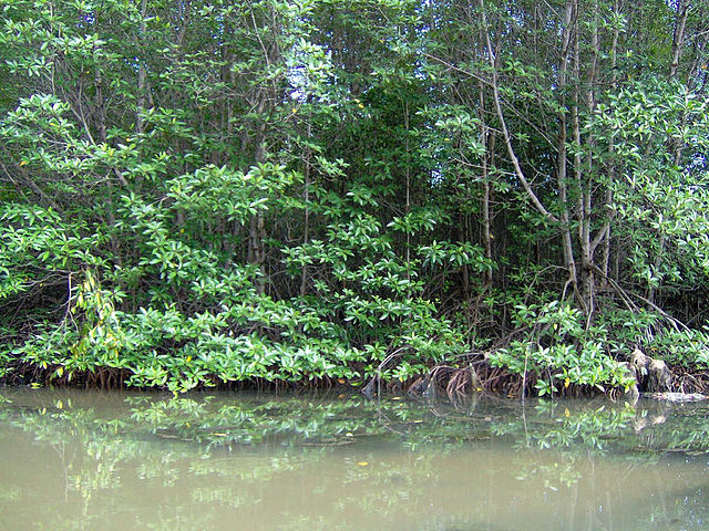 Cần Giờ Biosphere Reserve