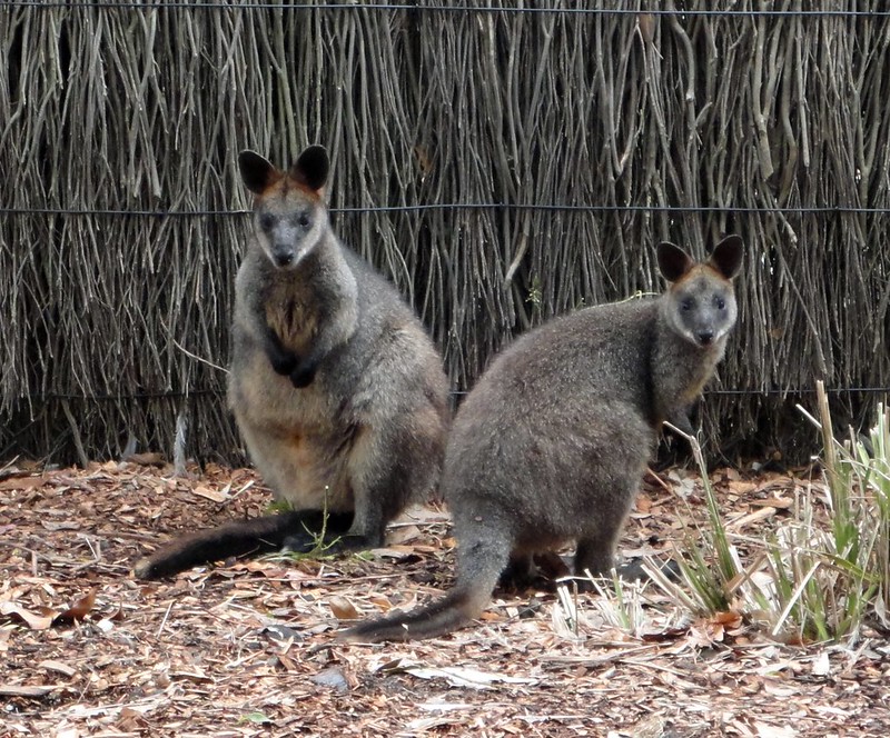 Taronga Zoo