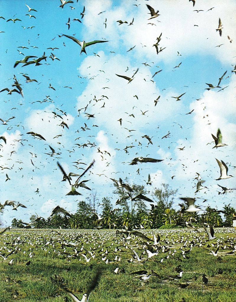 Birds flocking