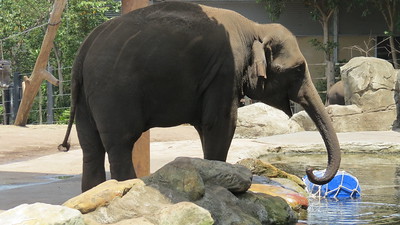 Elephant at the Taronga Zoo