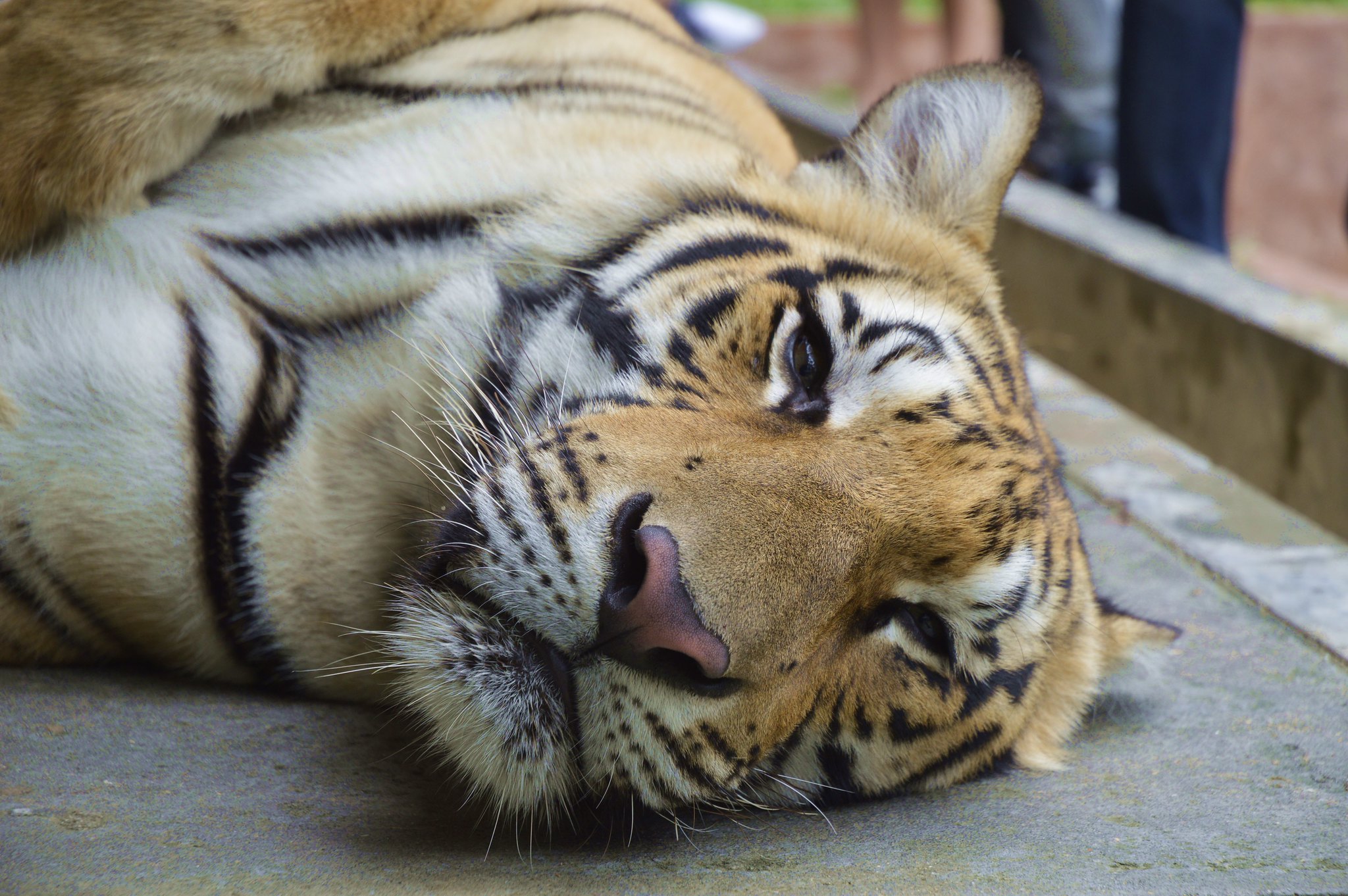 Tiger kingdom Phuket in Thailand - Cuddle with the tigers