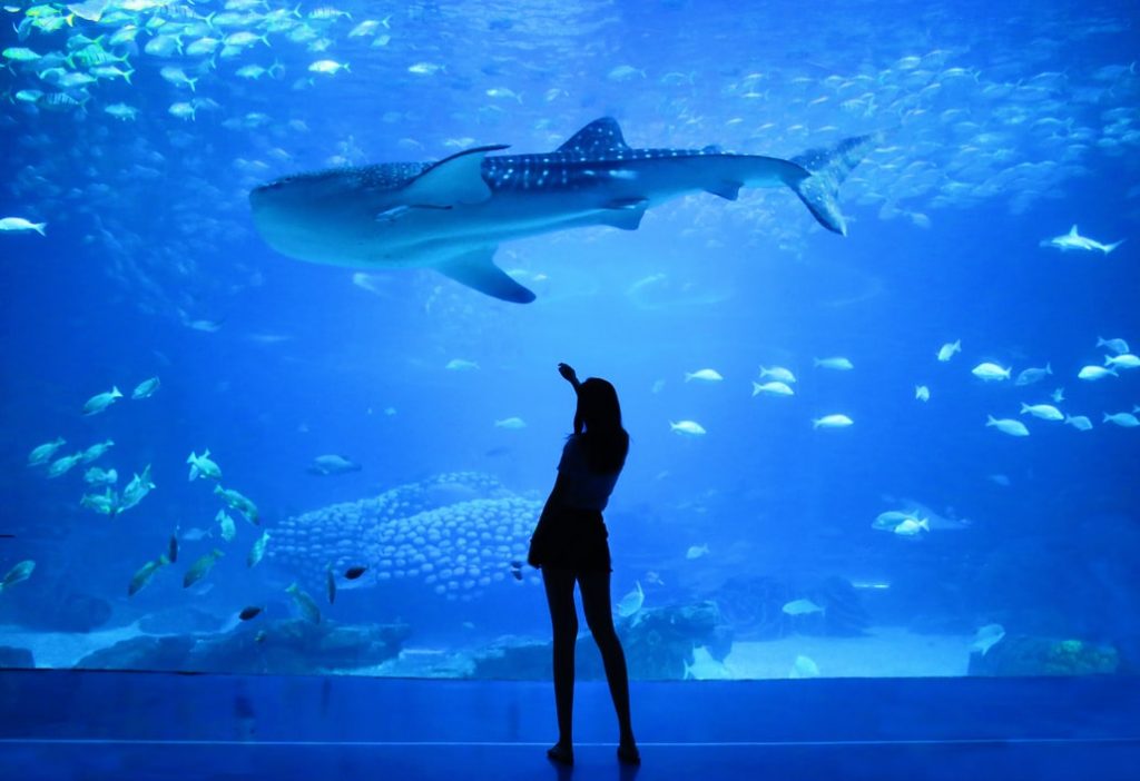 Dubai Aquarium and Underwater Zoo
