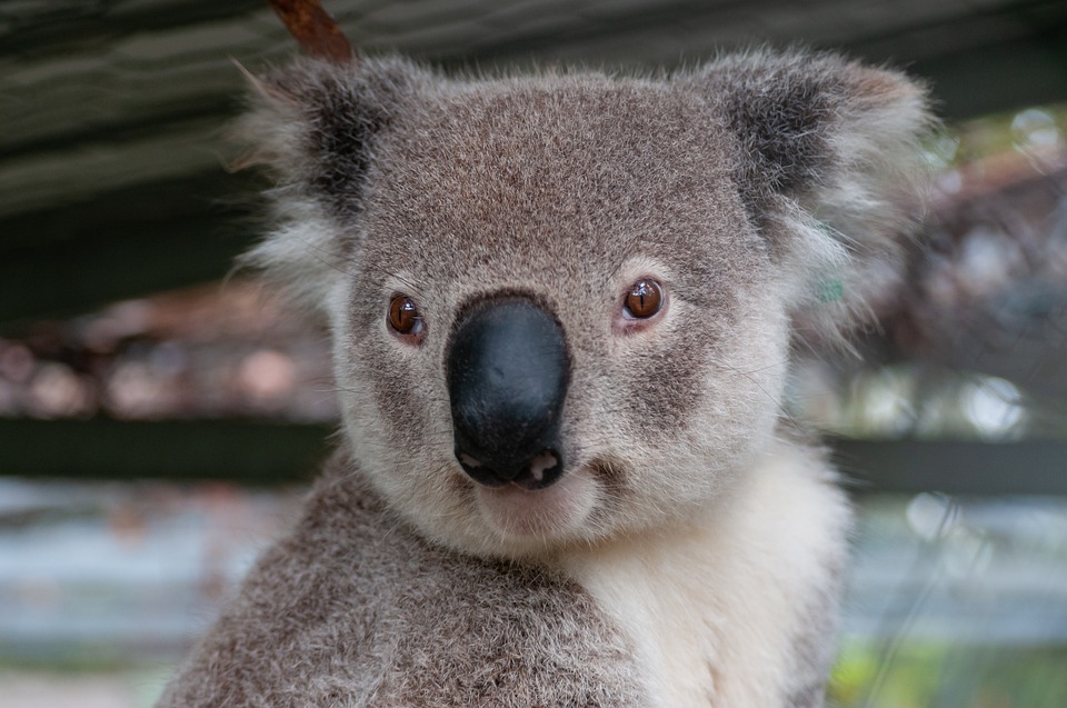 11 Incredible Australian Animals You Haven't Heard Of