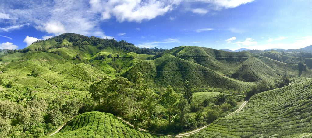 Cameron Highlands Boh Tea Plantation (Travel Guide to the Cameron Highlands)