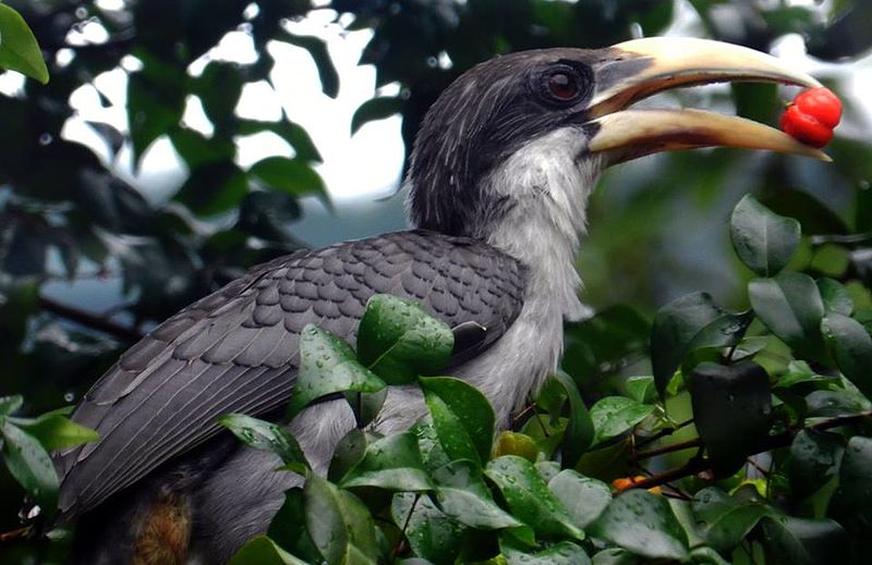Close up view of Hornbill