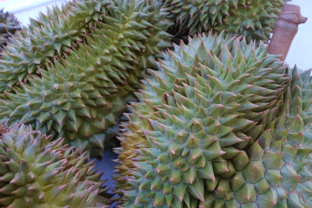 Raw Durian Fruit