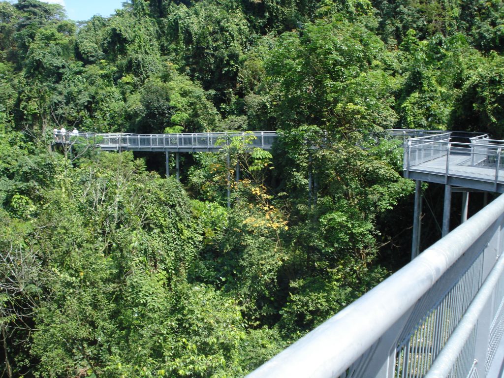 elevated walkway for the forest walk in Southern Ridges