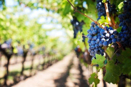 Go on an Alcohol Tasting Spree in the NAPA Valley