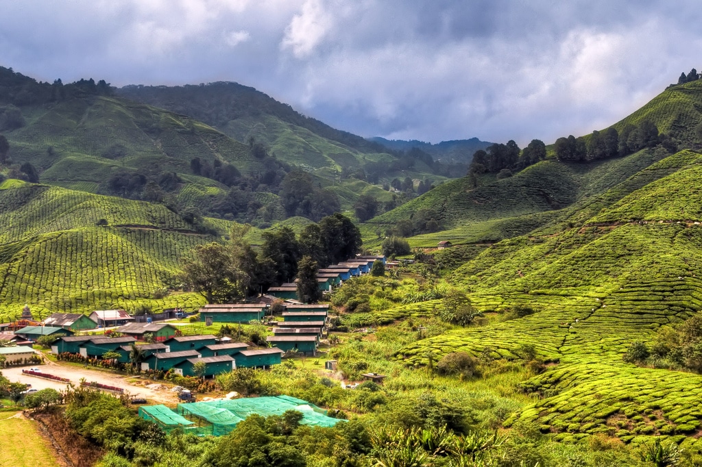 Cameron Highlands