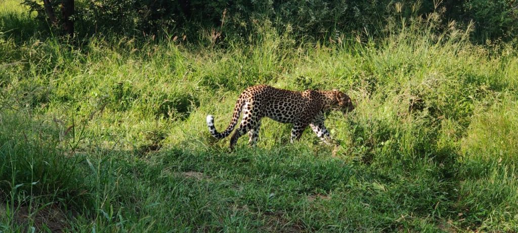 Wild cat, captured by Mr and Mrs Pulkit