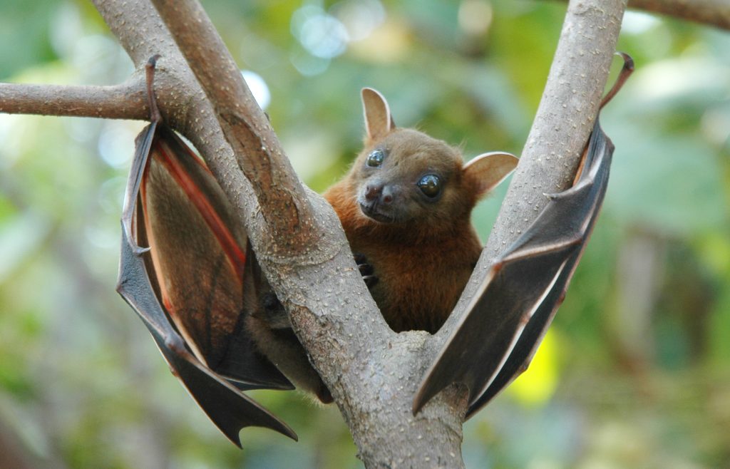 Fruit Bats near the Praslin Museum
