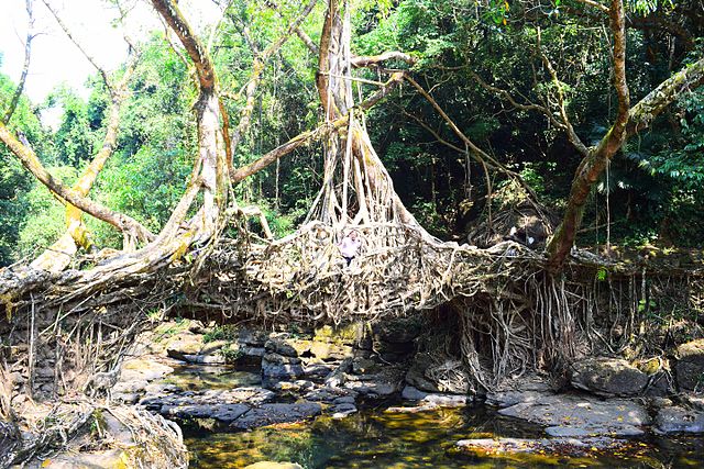 Mawlynnong's Living Root Bridge
