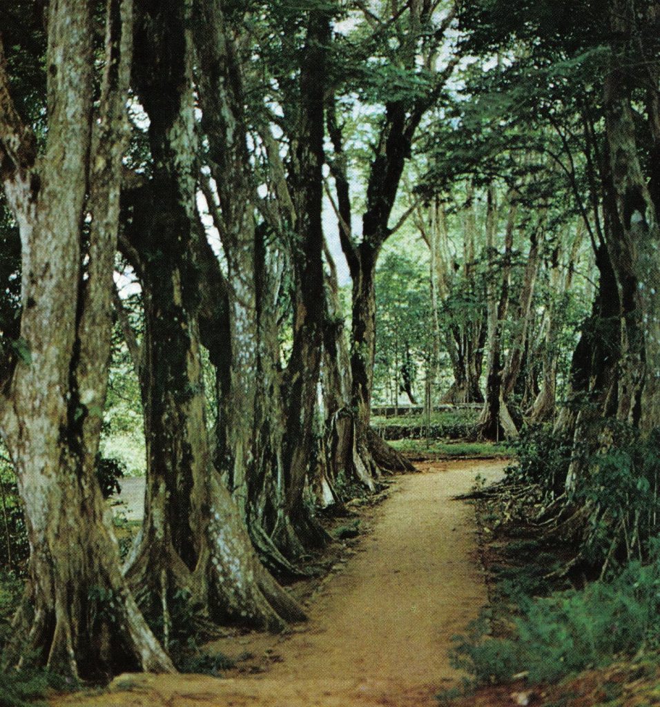 Morne Seychellois Park