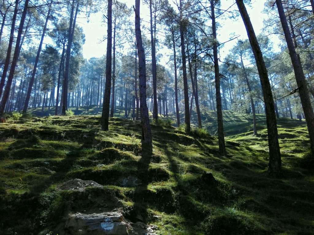 Beautiful Pangoot village one of the offbeat places to visit in Uttarakhand
