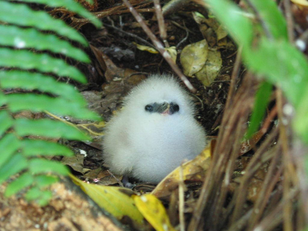Phaethon lepturus