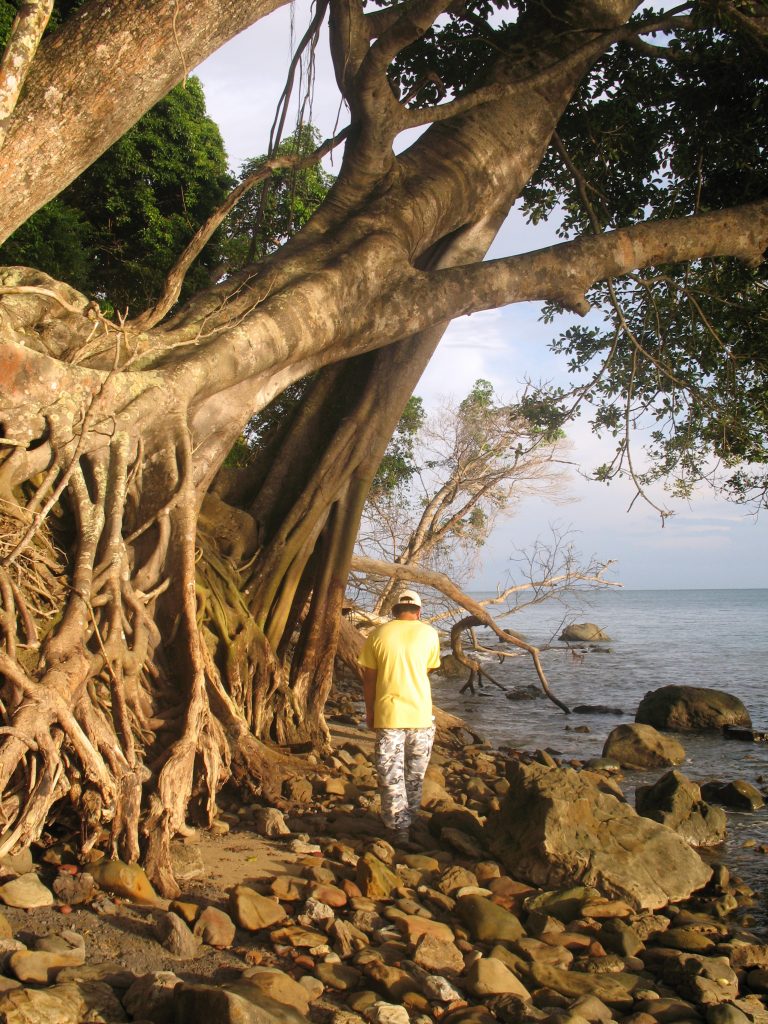trek your way into the dense forest of Survivor Island