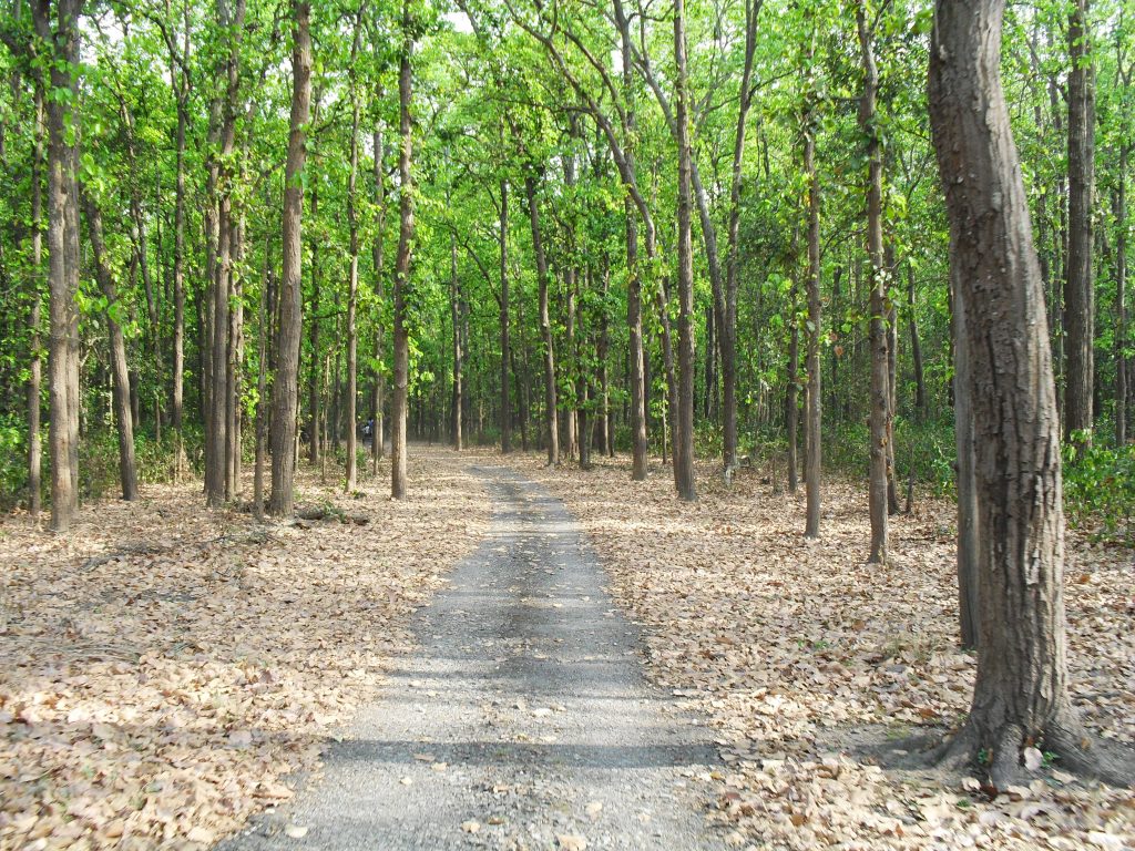 A view of Rajaji National park from Safari one of the offbeat places to visit in Uttarakhand
