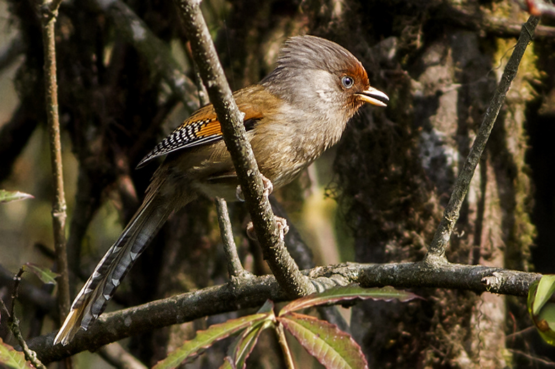 rusty barwing in sikkim wildlife sanctuary
