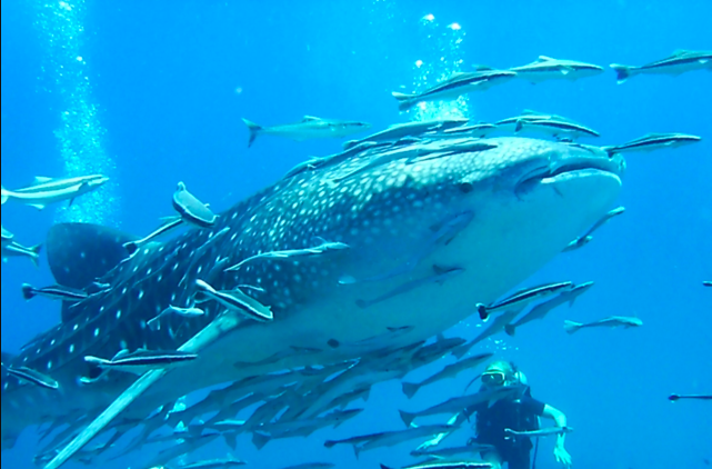 Scuba Diving in Koh Chuang