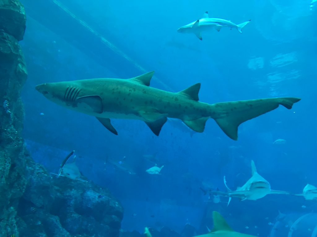 Sharks at SEA Aquarium