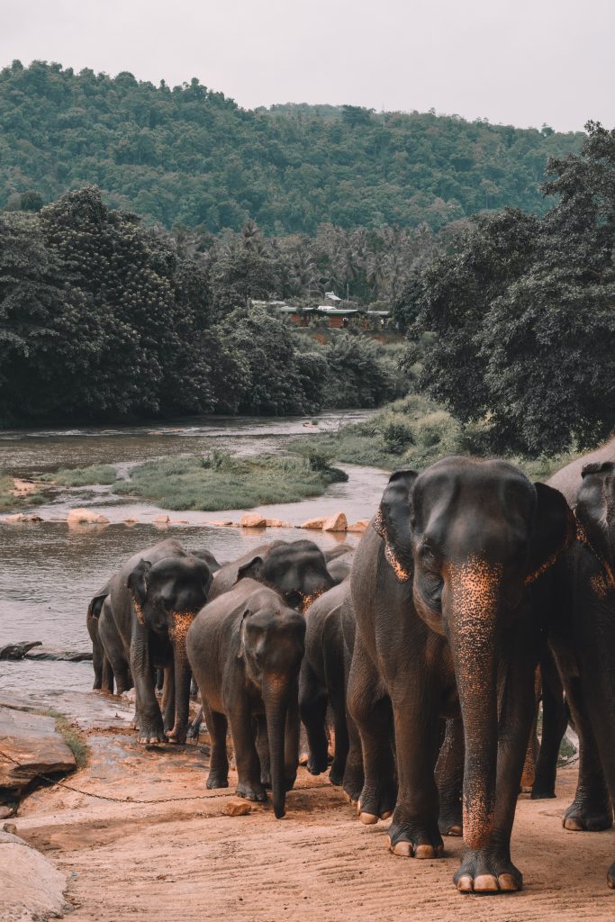 A group of elephants in Sri Lanka