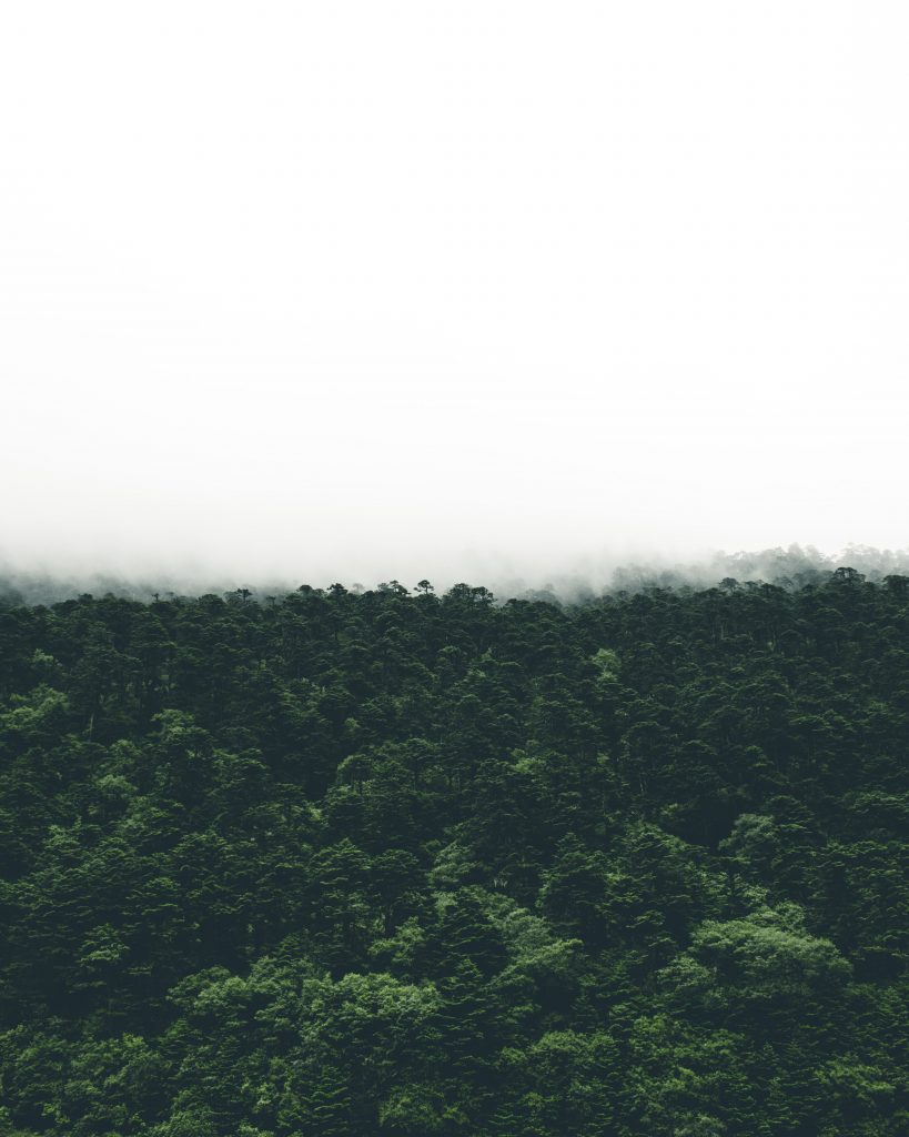 Sikkim forest, one of the top 5 Places to visit in Lachung