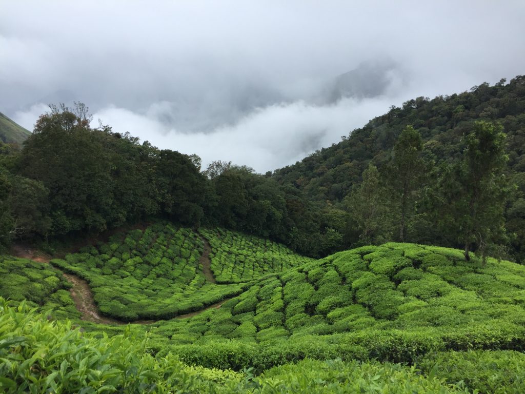 Almari tea garden in assam