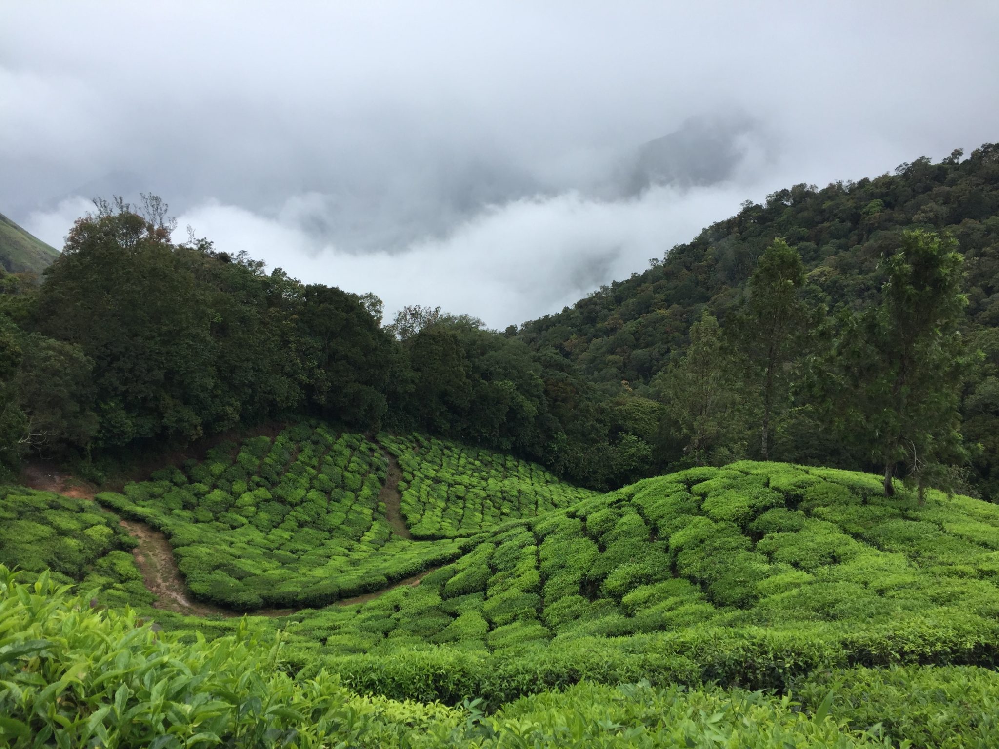 tea tourism in assam