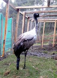 Black necked cranes in Bhutan